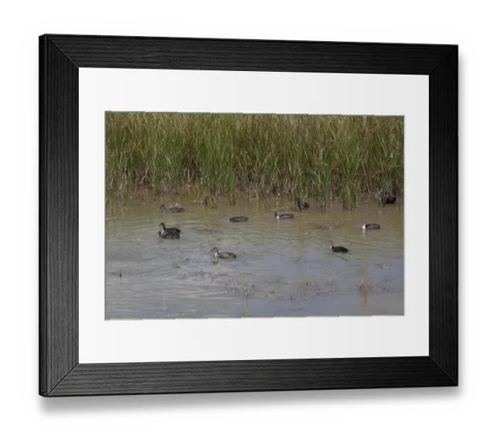 Framed Print : group of juvenile coots Framed Print : group of juvenile coots