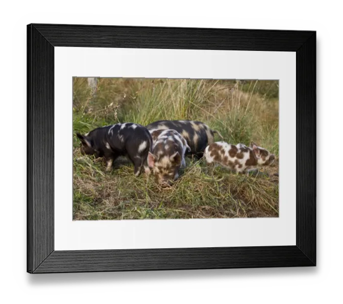 Framed Print : Kune Kune pigs vary from 24 to 30 high and weigh between 140-220 lbs Framed Print : Kune Kune pigs vary from 24 to 30 high and weigh between 140-220 lbs
