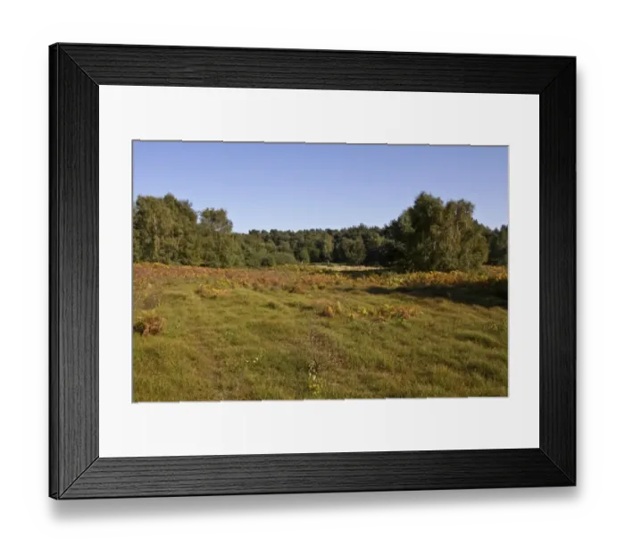 Framed Print : An autumn view Blaxhall Heath common, Tunstall Forest, Suffolk, England Framed Print : An autumn view Blaxhall Heath common, Tunstall Forest, Suffolk, England