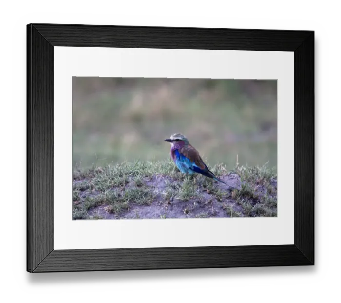 Framed Print : The Lilac-breasted Roller, Coracias caudatus, is a member of the roller family of birds Framed Print : The Lilac-breasted Roller, Coracias caudatus, is a member of the roller family of birds