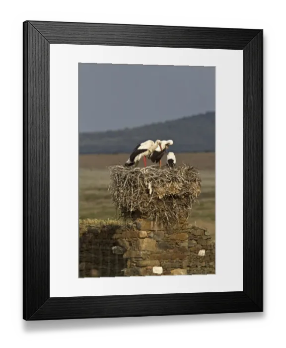 Framed Print : White Storks nesting on old building, Trujillo, Extremadura, Spain Framed Print : White Storks nesting on old building, Trujillo, Extremadura, Spain