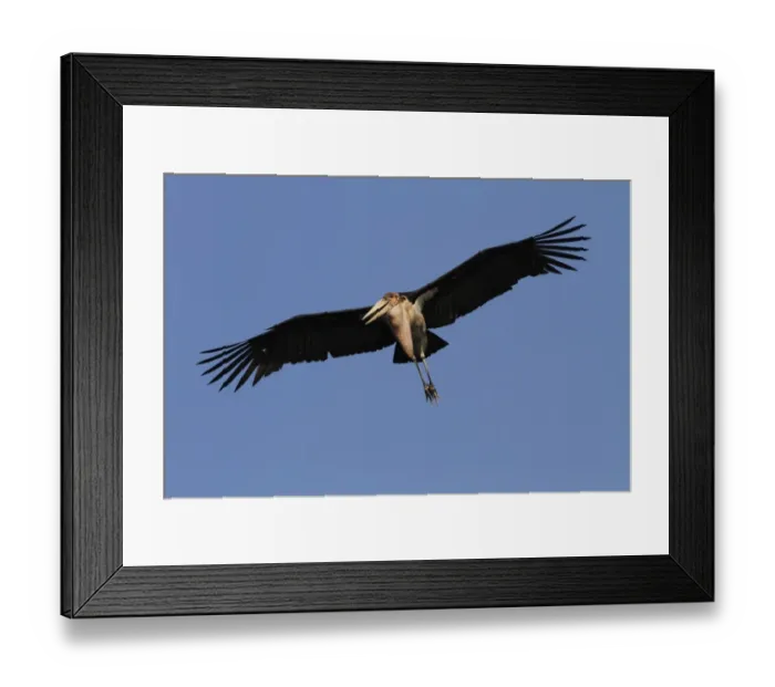 Framed Print : Marabou Stork in flight. Okavango Delta Botswana. Marabous are a large wading bird in the stork family Ciconiidae Framed Print : Marabou Stork in flight. Okavango Delta Botswana. Marabous are a large wading bird in the stork family Ciconiidae
