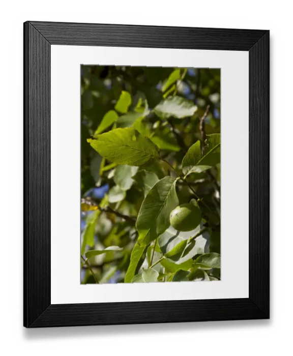 Framed Print : Common walnut with fruit Framed Print : Common walnut with fruit