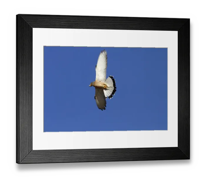 Framed Print : Western Marsh Harrier (Circus aeruginosus) adult female, in flight, Strumpshaw Fen RSPB Reserve, River Yare Framed Print : Western Marsh Harrier (Circus aeruginosus) adult female, in flight, Strumpshaw Fen RSPB Reserve, River Yare