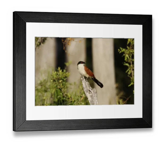 Framed Print : Senegal Coucal near Kwara Camp Botswana Framed Print : Senegal Coucal near Kwara Camp Botswana