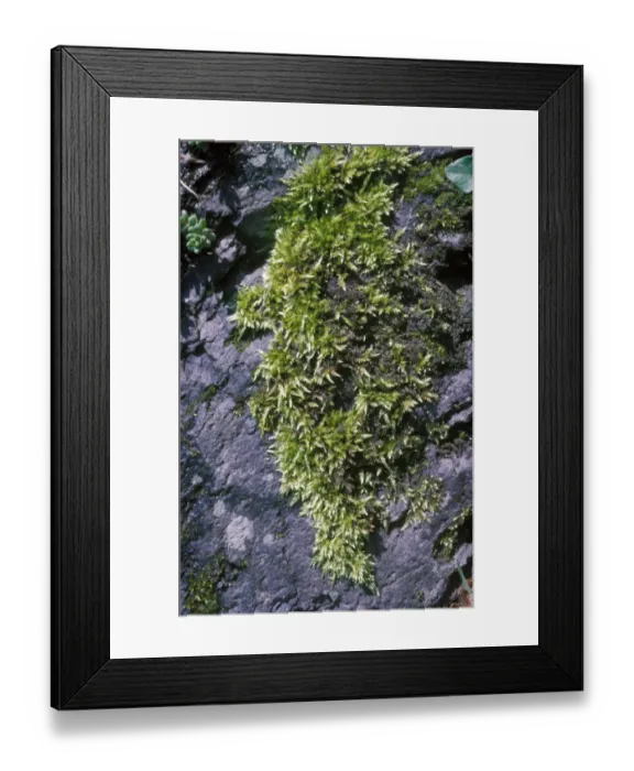 Framed Print : Rough-stalked Feather-moss brachythecium rutabulum Framed Print : Rough-stalked Feather-moss brachythecium rutabulum