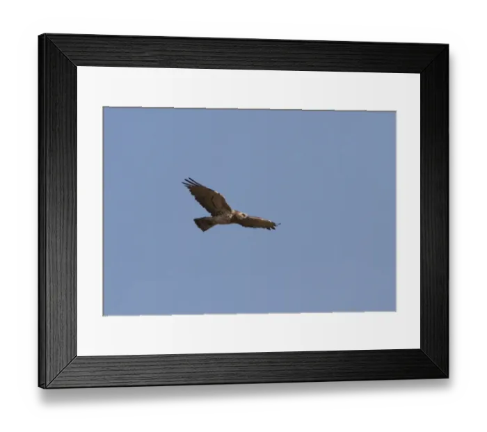 Framed Print : Red Crossbill (Loxia curvirostra) immature male, in flight, part of large winter flock following autumn irruption Framed Print : Red Crossbill (Loxia curvirostra) immature male, in flight, part of large winter flock following autumn irruption