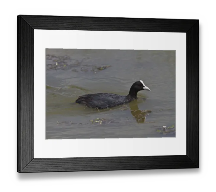 Framed Print : Eurasian Coot swimming Framed Print : Eurasian Coot swimming