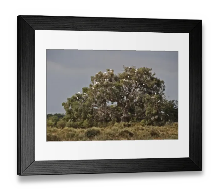 Framed Print : 400 year old oaks where there is a colony of 1, 000 pairs of Spoonbills. In time these trees will die from the dropping Framed Print : 400 year old oaks where there is a colony of 1, 000 pairs of Spoonbills. In time these trees will die from the dropping