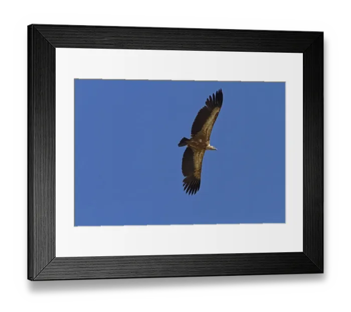 Framed Print : Lesser Kestrel (Falco naumanni) adult male, in flight, transferring Centipede (Scolopendra sp) Framed Print : Lesser Kestrel (Falco naumanni) adult male, in flight, transferring Centipede (Scolopendra sp)