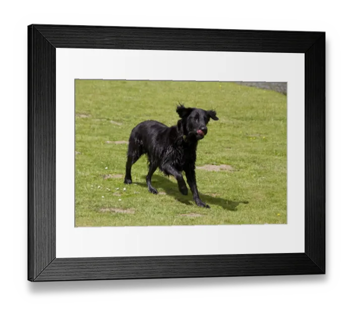 Framed Print : The Flat-Coated Retriever is a gundog breed originating from the United Kingdom