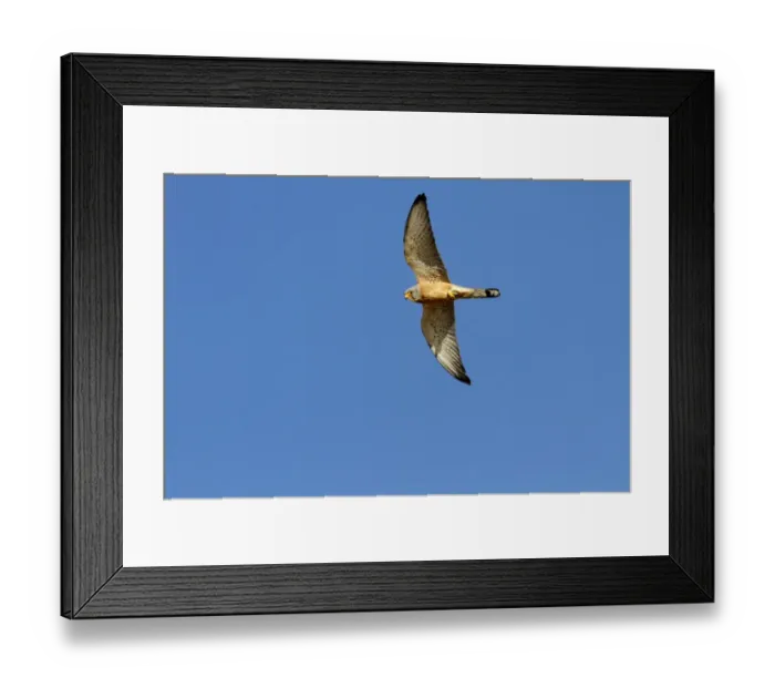 Framed Print : Lesser Kestrel (Falco naumanni) adult male, in flight, transferring Centipede (Scolopendra sp) Framed Print : Lesser Kestrel (Falco naumanni) adult male, in flight, transferring Centipede (Scolopendra sp)