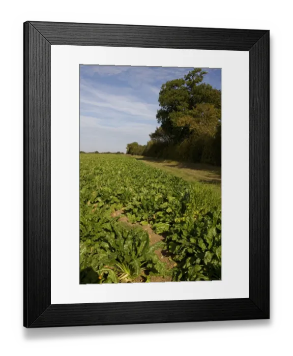 Framed Print : Sugar beet field with set a side strip, a cultivated plant of Beta vulgaris Framed Print : Sugar beet field with set a side strip, a cultivated plant of Beta vulgaris
