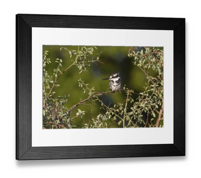 Framed Print : Pied Kingfisher, Okavango Delta, Botswana Framed Print : Pied Kingfisher, Okavango Delta, Botswana