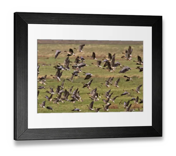Framed Print : flying flock of Pink-footed geese with some Brent Geese, Brancaster North Norfolk Framed Print : flying flock of Pink-footed geese with some Brent Geese, Brancaster North Norfolk