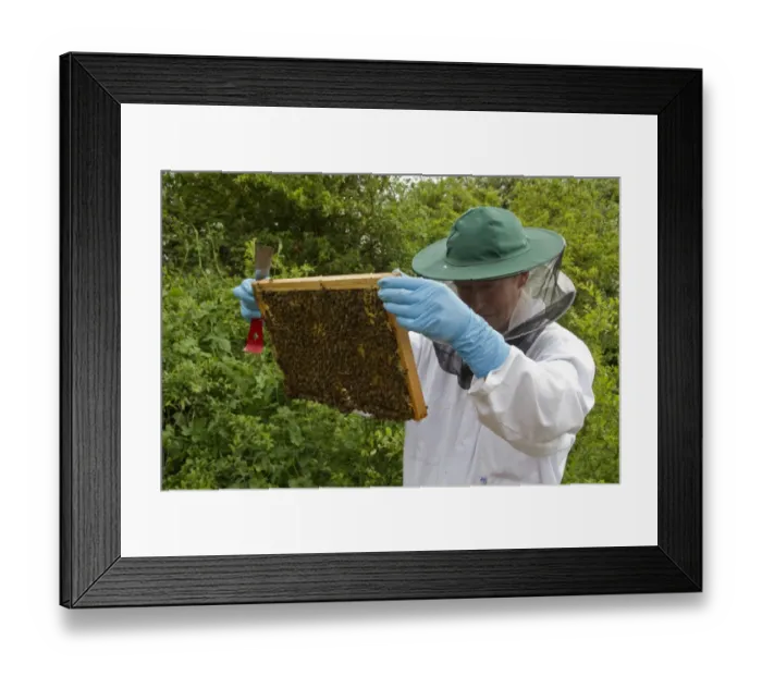 Framed Print : Beekeeper looking for the queen bee on the brood frame Framed Print : Beekeeper looking for the queen bee on the brood frame