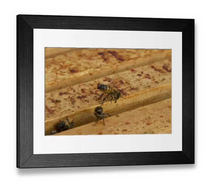 Framed Print : Worker bee fanning either air for ventilation or pheromones around the hive Framed Print : Worker bee fanning either air for ventilation or pheromones around the hive