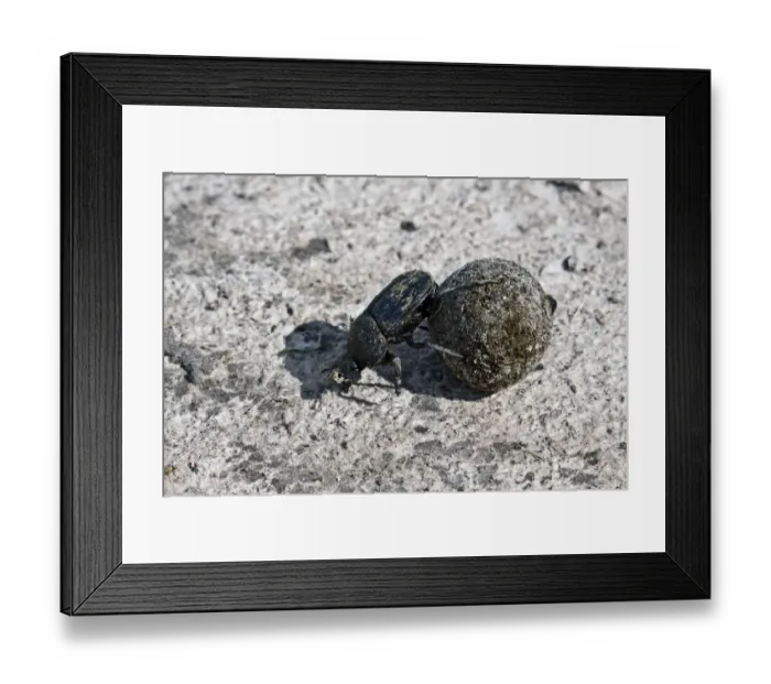 Framed Print : Dung or Scarab Beetle - Botswana Framed Print : Dung or Scarab Beetle - Botswana