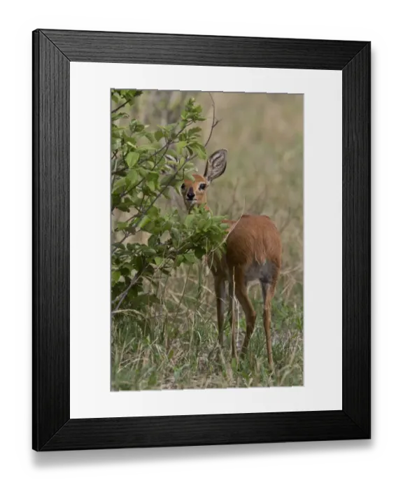 Framed Print : A female Steenbok, only males have horns, a common small antelope over most of southern and eastern Africa Framed Print : A female Steenbok, only males have horns, a common small antelope over most of southern and eastern Africa