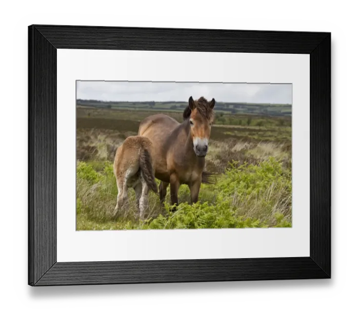Framed Print : The Exmoor pony is a horse breed native to the British Isles, where some still roam as semi-feral livestock on Exmoor