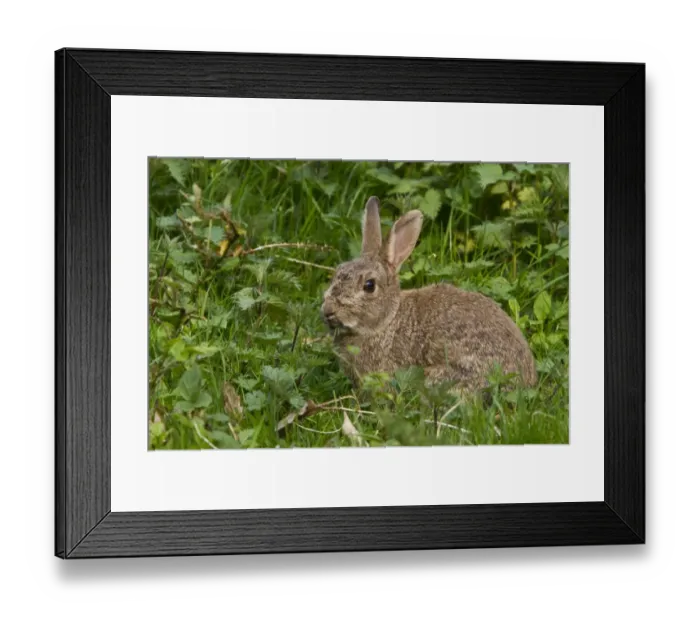 Framed Print : Rabbit eating grass Framed Print : Rabbit eating grass