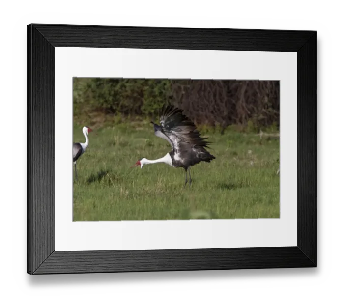Framed Print : Wattled Crane near Kwara Bostwana. An endangered species Framed Print : Wattled Crane near Kwara Bostwana. An endangered species