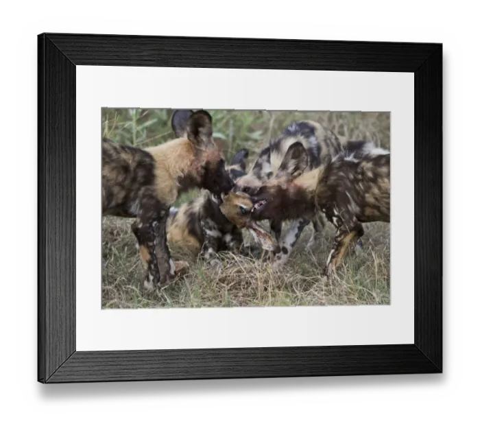 Framed Print : Hunting dogs fighting over impala head. Lycaon pictus is a large canid found only in Africa Framed Print : Hunting dogs fighting over impala head. Lycaon pictus is a large canid found only in Africa