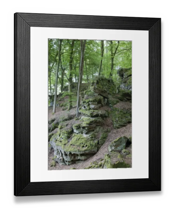 Framed Print : Rock formations in deciduous forest habitat, German Luxembourgian Nature Park, Rhineland-Palatinate, Germany, may Framed Print : Rock formations in deciduous forest habitat, German Luxembourgian Nature Park, Rhineland-Palatinate, Germany, may