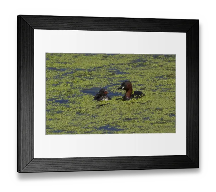 Framed Print : Little Grebe with Chick
