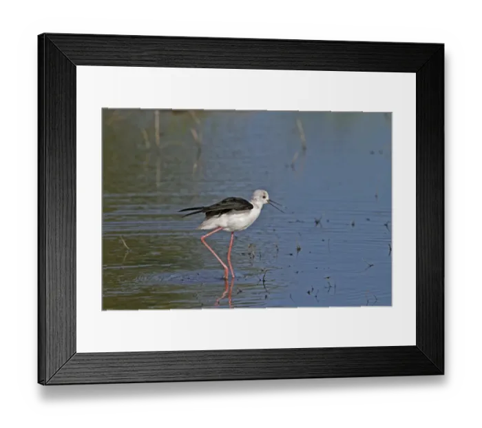 Framed Print : Black winged Stilt calling - Okavango Delta, Botswana Framed Print : Black winged Stilt calling - Okavango Delta, Botswana