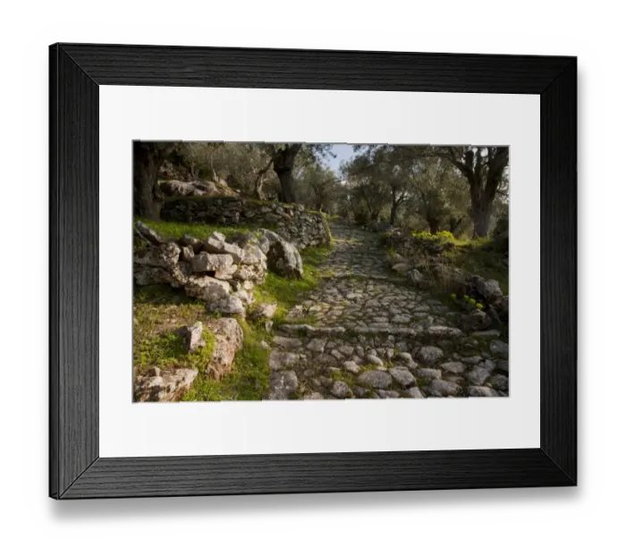 Framed Print : Ancient paved stone path (Kalderimi) through Olive (Olea europea) groves, Mount Olympus, Lesvos, Greece, march Framed Print : Ancient paved stone path (Kalderimi) through Olive (Olea europea) groves, Mount Olympus, Lesvos, Greece, march