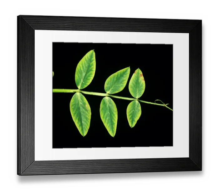 Framed Print : Manganese deficiency (Mn) deficiency symptom on pea leaf