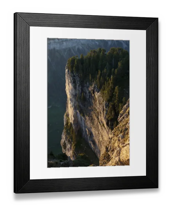 Framed Print : Conifer trees growing on clifftop in mountain habitat, in evening light, Niederhorn, Swiss Alps, Bernese Oberland Framed Print : Conifer trees growing on clifftop in mountain habitat, in evening light, Niederhorn, Swiss Alps, Bernese Oberland