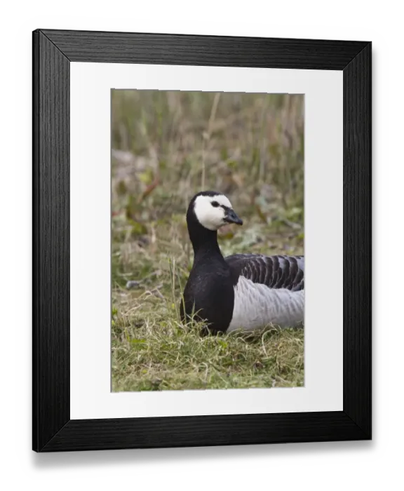 Framed Print : resting Barnacle Goose at Minsmere Suffolk Framed Print : resting Barnacle Goose at Minsmere Suffolk