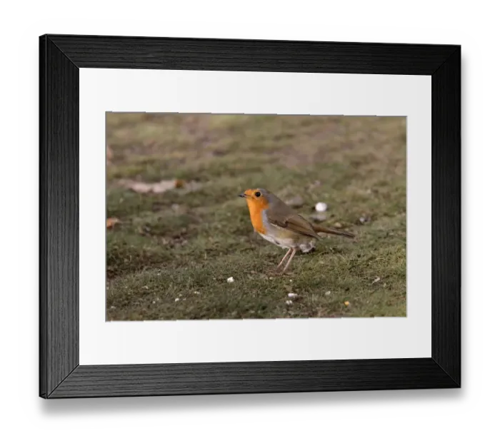 Framed Print : Robin on garden lawn Framed Print : Robin on garden lawn