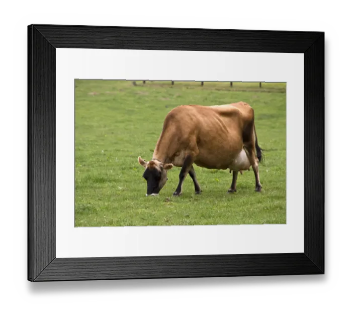Framed Print : Jersey Cow Framed Print : Jersey Cow