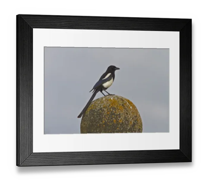 Framed Print : Common Magpie on stone ball Framed Print : Common Magpie on stone ball