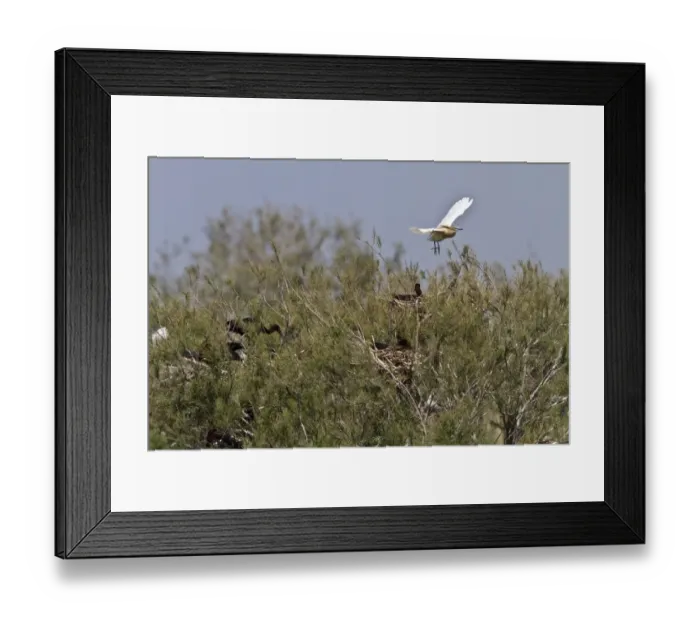 Framed Print : Squacco Heron (Ardeola ralloides) in flight over nesting Glossy Ibis, Coto Donana, Andalucia, Spain Framed Print : Squacco Heron (Ardeola ralloides) in flight over nesting Glossy Ibis, Coto Donana, Andalucia, Spain