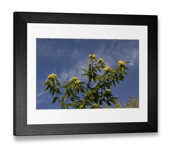 Framed Print : Sweet or Spanish Chestnut with fruit bunches protected by green outer cupule with branched radiating spines Framed Print : Sweet or Spanish Chestnut with fruit bunches protected by green outer cupule with branched radiating spines