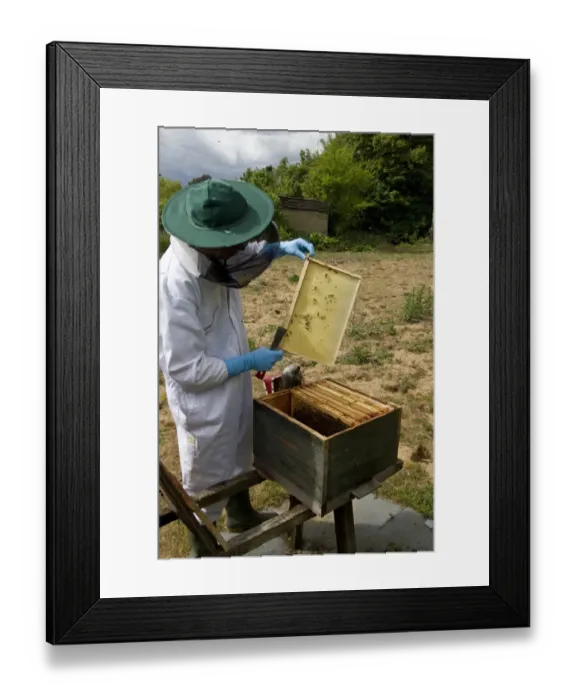 Framed Print : Examining a new wax foundation frame from the brood box part of the hive, bees have already started to make the comb Framed Print : Examining a new wax foundation frame from the brood box part of the hive, bees have already started to make the comb