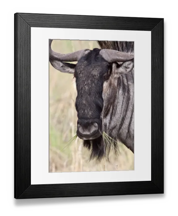 Framed Print : Blue Wildebeest eating grass Framed Print : Blue Wildebeest eating grass