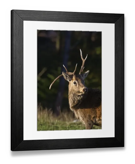 Framed Print : Red deer stag with deformed antlers. Taken on the isle of Jura, scotland Framed Print : Red deer stag with deformed antlers. Taken on the isle of Jura, scotland