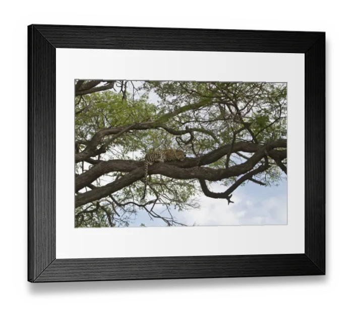 Framed Print : African Leopard rests on tree branch - Botswana Framed Print : African Leopard rests on tree branch - Botswana