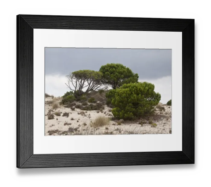 Framed Print : Stone pine trees grow in the sandy dunes of the Coto Donana, Spain Framed Print : Stone pine trees grow in the sandy dunes of the Coto Donana, Spain