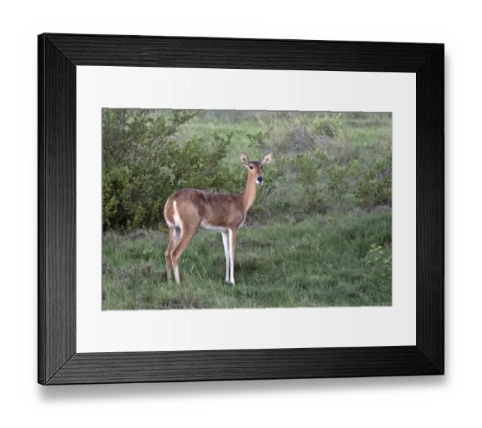 Framed Print : Female reedbuck near Kwara, Okavango Delta Botswana - Note the characteristic short bushy tail Framed Print : Female reedbuck near Kwara, Okavango Delta Botswana - Note the characteristic short bushy tail