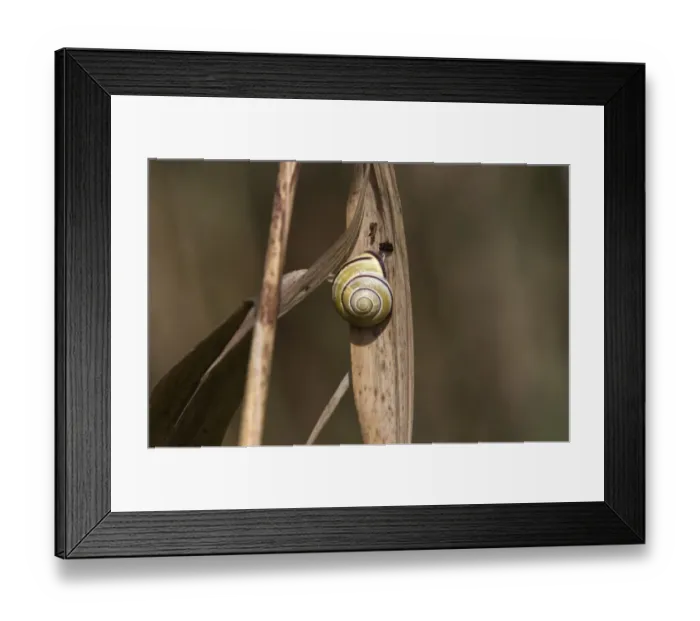 Framed Print : Brown lipped Snail, Cepaea nemoralis. A common snail in woodlands, hedgerow and dune habitats Framed Print : Brown lipped Snail, Cepaea nemoralis. A common snail in woodlands, hedgerow and dune habitats
