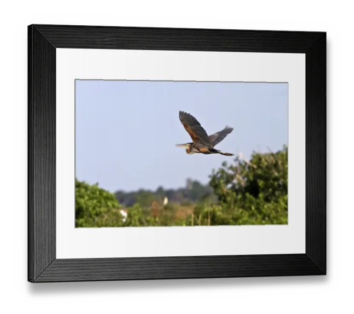 Framed Print : Purple Heron Coming into roost at rookery in the Okavango delta, near Kwara, Botswana Framed Print : Purple Heron Coming into roost at rookery in the Okavango delta, near Kwara, Botswana