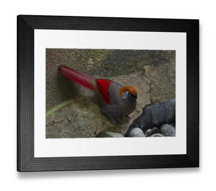 Framed Print : Red tailed laughing thrush Framed Print : Red tailed laughing thrush