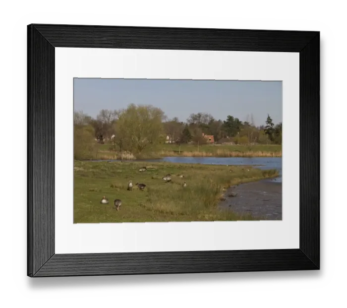 Framed Print : Looking north from the Steggall Hide at Lackford Lakes, Suffolk Wildlife trust. Greylag geese grazing the grass Framed Print : Looking north from the Steggall Hide at Lackford Lakes, Suffolk Wildlife trust. Greylag geese grazing the grass