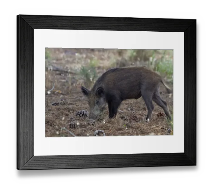 Framed Print : Wild Boar Rooting for food under Stone Pine trees, Coto Donana, Spain Framed Print : Wild Boar Rooting for food under Stone Pine trees, Coto Donana, Spain